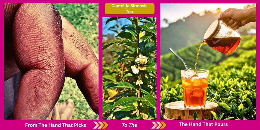The Tea Picker's Hands