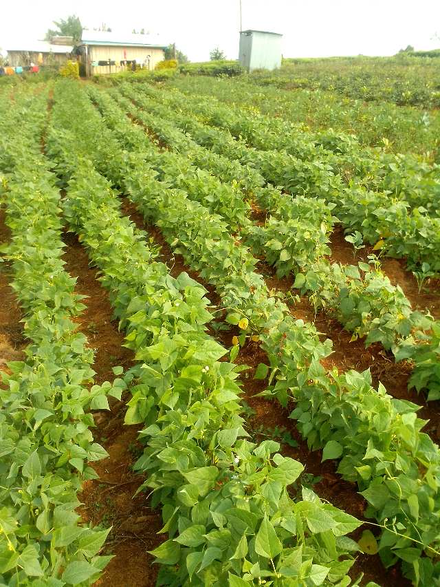 One Acre Planted With Maize & Beans.